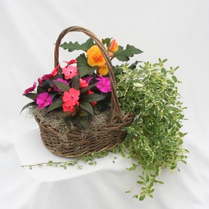 Tyler's Pick: Mixed Annual  Plant Basket (DESIGNER'S CHOICE SUBSTITUTION DOES NOT APPLY TO PLANTS)