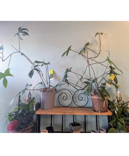 Ugly/Unique Plant Sale  Wild and crazy looking Plants On Sale Now