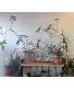 Ugly/Unique Plant Sale  Wild and crazy looking Plants On Sale Now