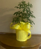 sunshine plant