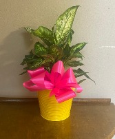 pop of color plant