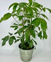 UMBRELLA SCHEFFLERIA Green Plant