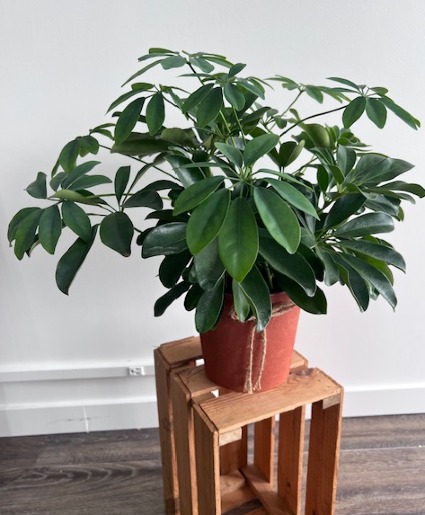 Umbrella Tree 