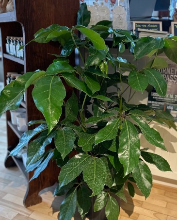 Umbrella Tree in 10" Wicker Basket  in Waupaca, WI | Barnwood Farms - Flower & Keepsake Co.