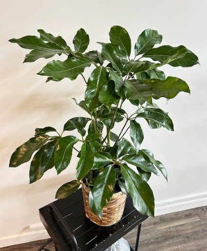 Umbrella Tree (Large Leaves) 