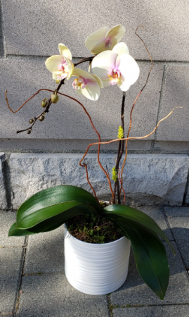 Unconditional Love Blooming Orchid Plant
