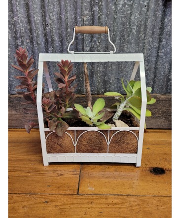 Unconditional Love Large Succulent Dish Garden in Salado, TX | The Flower Shop