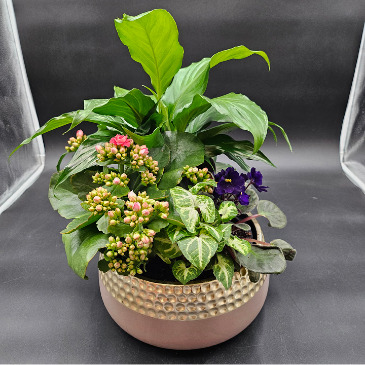 Unending Elegance Dishgarden in Saskatoon, SK | QUINN & KIM'S FLOWERS