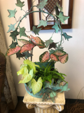 Unique container with live plants  Live plants
