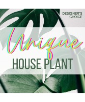 Unique House Plant