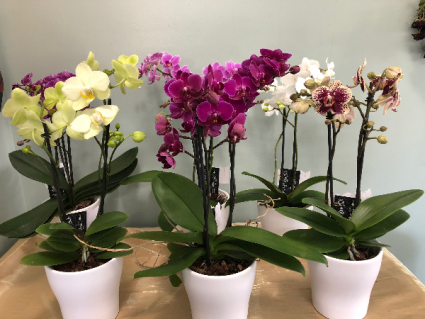 Unique Potted Phalaenopsis Orchids