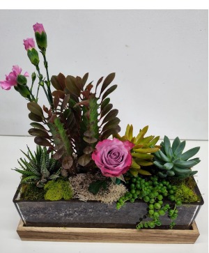 Unique Succulent Garden in Glass Trough with Wood  