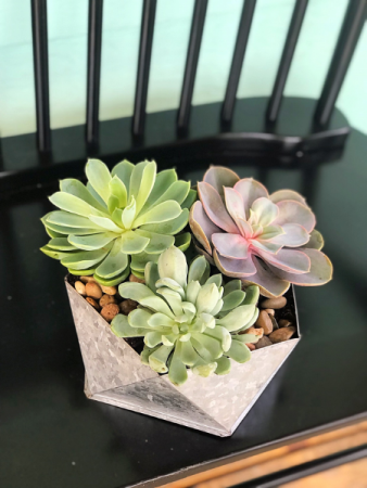 Uniquely Chic Succulent Garden