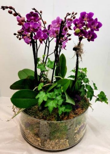 Upscale Orchid Garden   in Troy, MI | ACCENT FLORIST Upscale Orchid Garden   in Troy, MI | ACCENT FLORIST