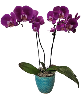 Upscale Orchid Plant  