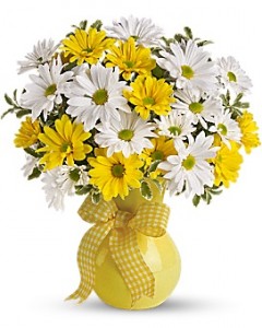 Upsy Daisy in Storrs, CT | THE FLOWER POT Upsy Daisy in Storrs, CT | THE FLOWER POT