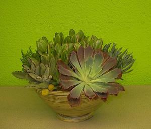 Urban Chic Succulent Plants Succulent Garden in Las Vegas, NV | AN OCTOPUS'S GARDEN Urban Chic Succulent Plants Succulent Garden in Las Vegas, NV | AN OCTOPUS'S GARDEN