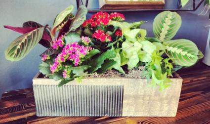 Urban Garden