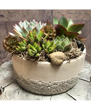 Urban Succulent Bowl 