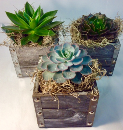 Urban Succulent Cube