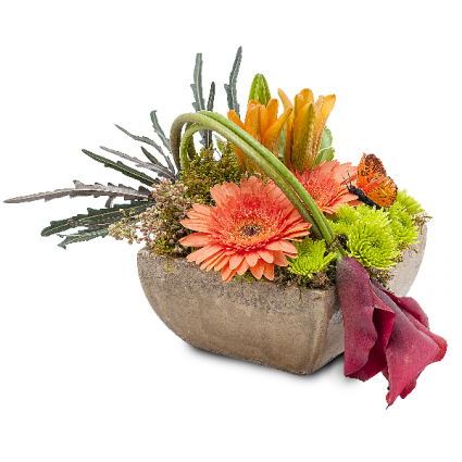 Urban Wings Arrangement