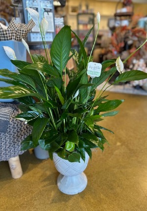 Urn Potted Piece Lily 