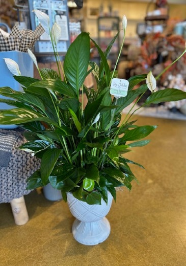 Urn Potted Piece Lily  in Delphos, OH | Ivy Hutch Flowers and Gifts
