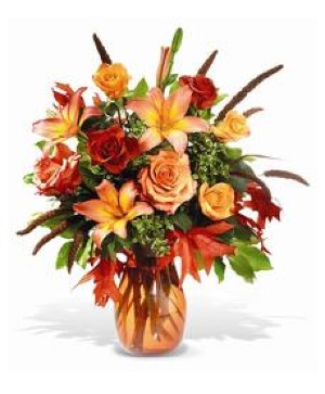    Autumn Glory 