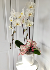 Double Orchid Plant 
