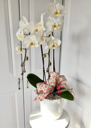 Double Orchid Plant in Whittier, CA | Rosemantico Flowers Double Orchid Plant in Whittier, CA | Rosemantico Flowers