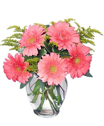 DAISY'S DELIGHT Pink Gerberas in Cary, NC | GCG FLOWER & PLANT DESIGN
