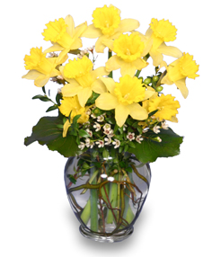 Here Comes the Sun Daffodils *availability may be limited