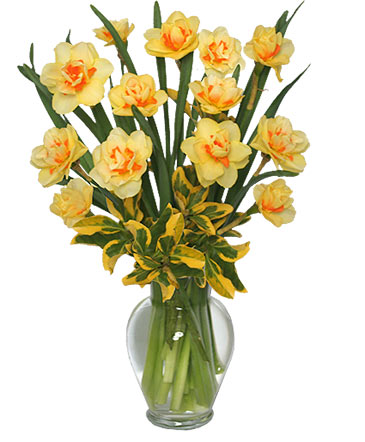 SPRING DAFFODILS Arrangement