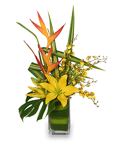 Category Image