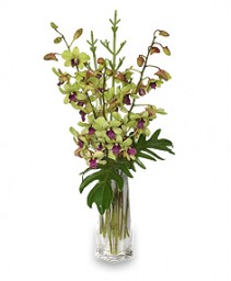 DIVINE DENDROBIUMS Vase of Orchids