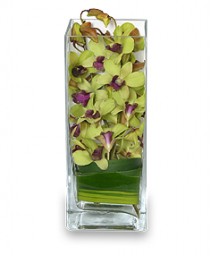 LIVELY LIME GREEN Orchid Arrangement