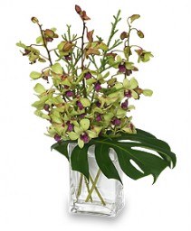 OUT OF THIS WORLD Orchid Arrangement