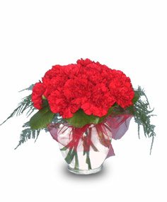ELEGANT REDS Carnations