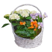 Spring Beauty Plant Basket plant