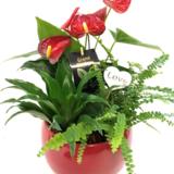  Bliss Plant Arrangement Dish Garden