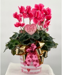 Valentine Cyclamen Plant Blooming Plant 