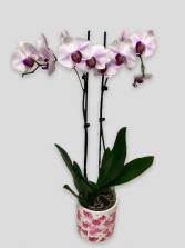 Valentine Double Phalaenopsis Orchid Plant 