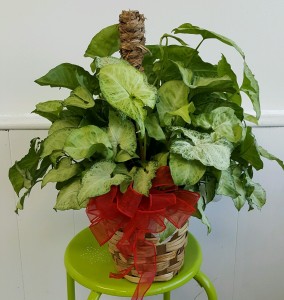 GREEN PLANT PLANTS
