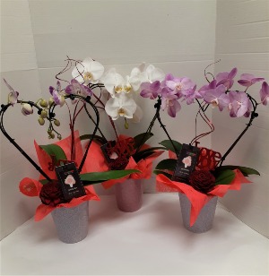 Valentine Orchid 
