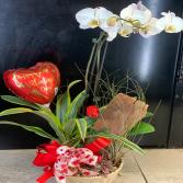 Orchid Garden *Includes Holiday Balloon , Long Stem Chocolate Rose, And Custom Bow
