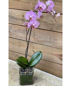 Potted Orchid Plant Plant