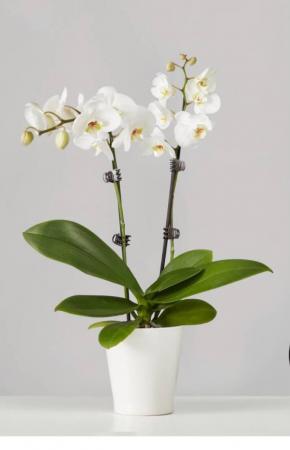 Orchid plant  Valentines 