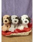 Valentine Plush Valentine Puppy Plushy