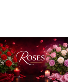Designer’s Choice Best Roses of the Day