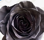 Valentine's Black Out Roses 